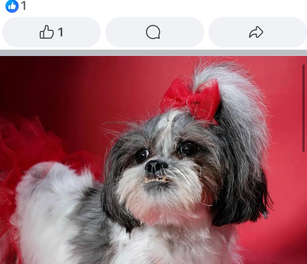 a shih tzu (?) with a red bow in her fur like a baby, with a strong underbite and eyes that look askew 