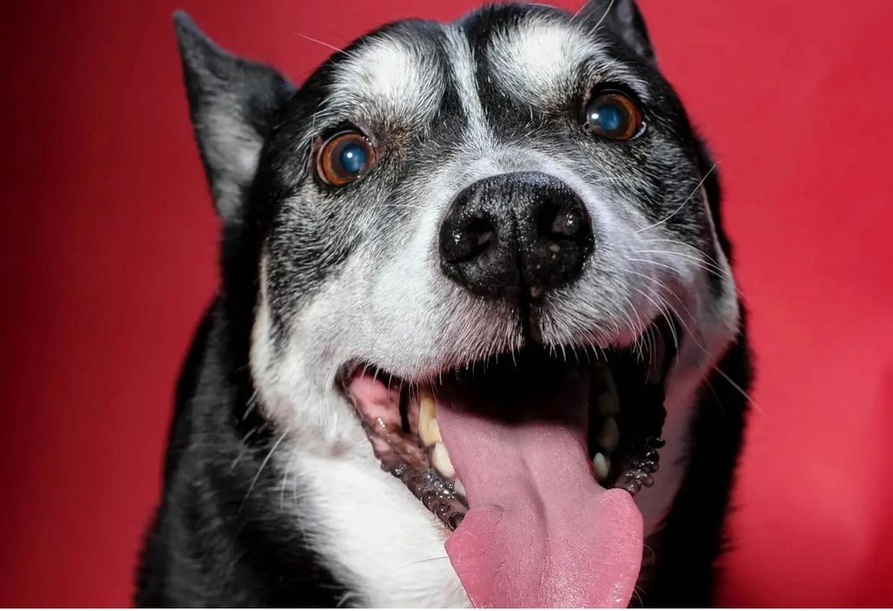 Toby, tongue out and looking a little crazed in the eyes. silver and black husky mix.