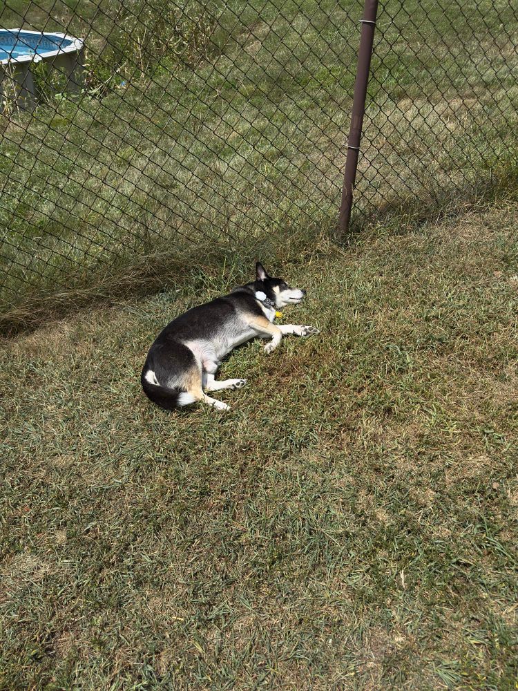 medium sized black and silver husky-corgi mix laying stretched out on the grass in the sun 