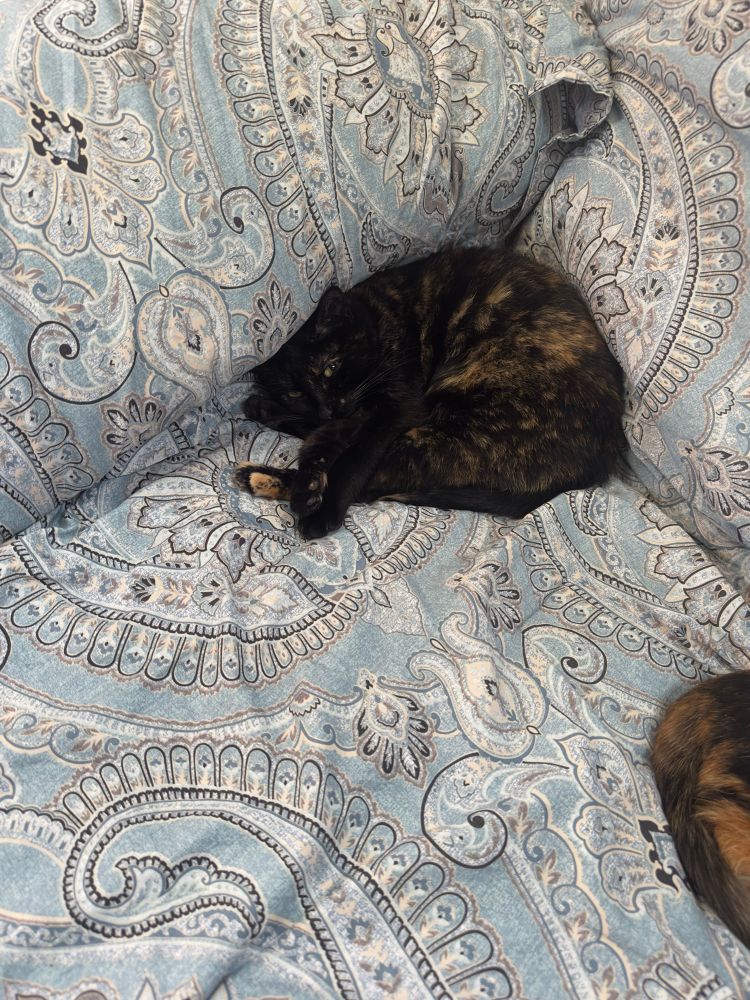 a small, mostly black tortoise shell cats sleeping on a light blue Paisley blanket on the couch. She has wedged herself into the corner of the arm and the back of the couch because that’s how she likes to sleep.