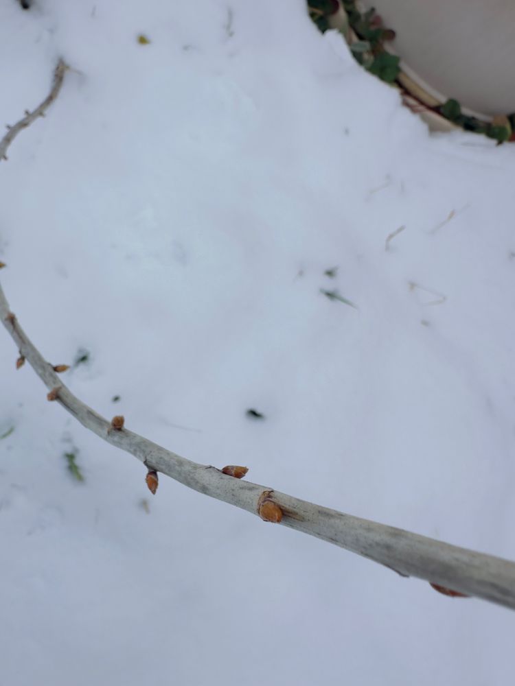 close up of the buds on a branch 