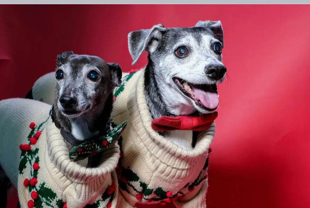 two older dudes wearing holiday bow ties and cream, sweaters with red berries and green leaves sewn onto them. One is an Italian greyhound? And one is of similar build, but has a more mixed breed face. They look like they’d like to be anywhere else.