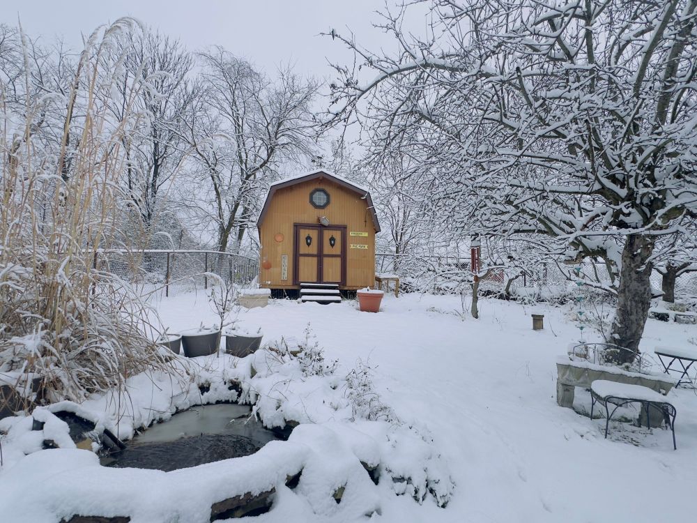 a large barn-style pumpkin-colored shed in a  snow-covered yard is in the center background, with a partially iced-over rock pond in the left foreground. a large stand of dry, tall, bleached-out fountain grass is begins the pond. there are many trees behind the shed, full of snow. there’s a large, twisty apple tree on the right, also covered in snow.