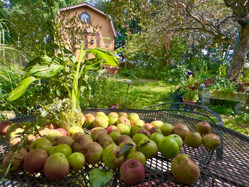 a bunch of red and green apples sitting on a metal lattice table top in the foreground. green plants, trees, and grass in the background, along with a light orange barn-style shed 