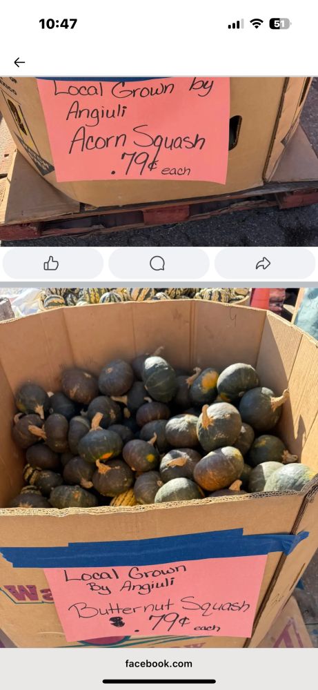 locally grown acorn squash and butternut squash for $.79 each