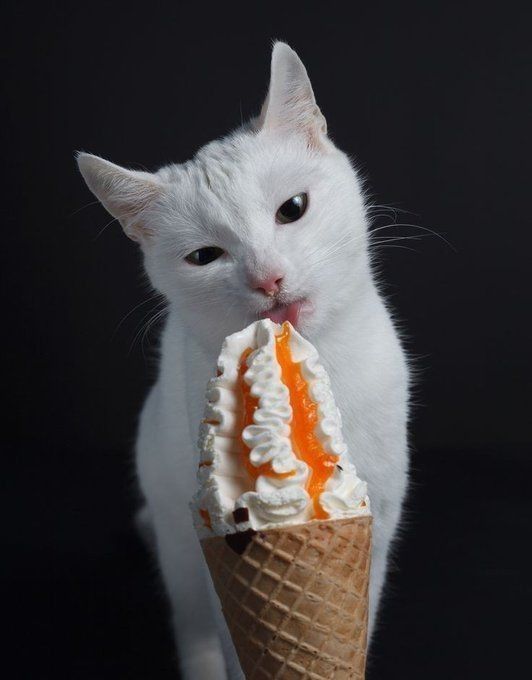 Katze leckt an einem Hörnchen mit Eis
