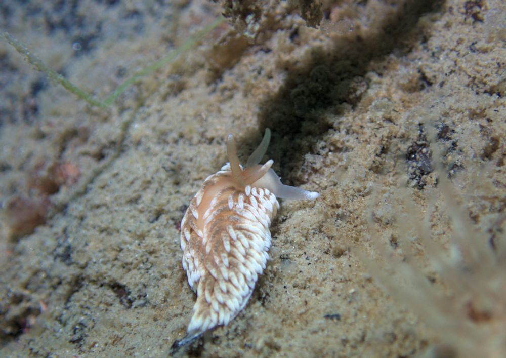 a small brownish seaslug crawling away from the viewer, the perspective is from above and slightly behind