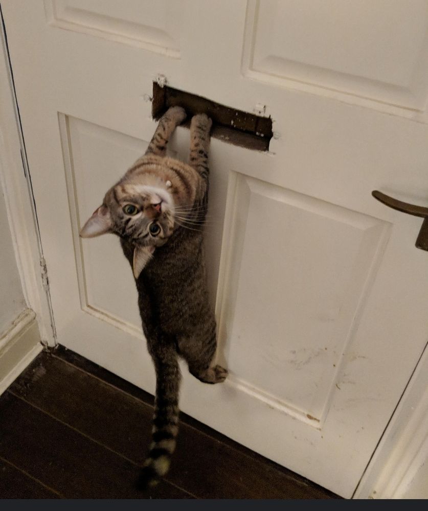 Katze hängt an Tür.