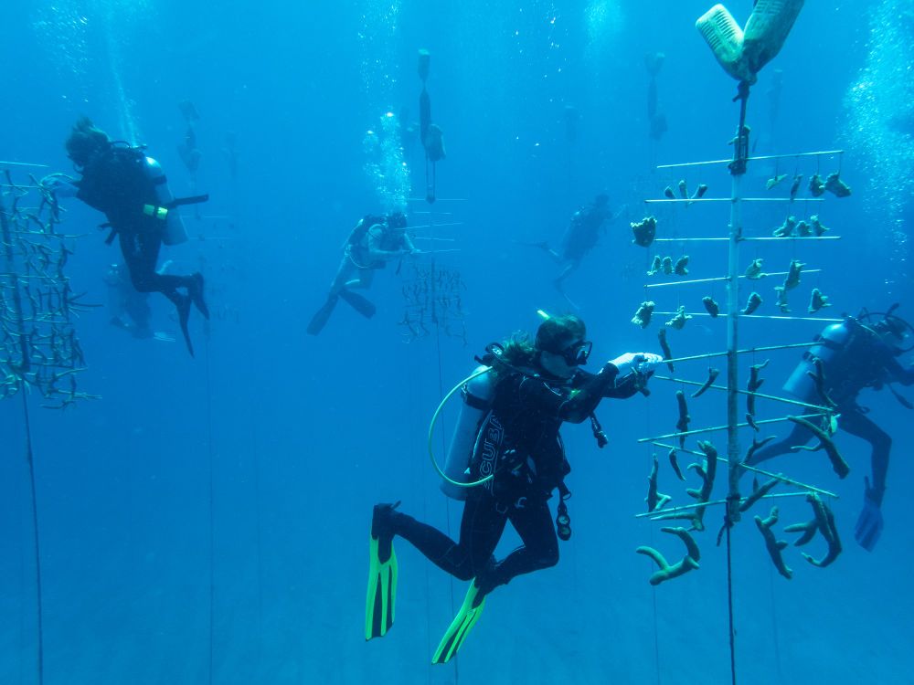 Photograph of several scuba divers cleaning coral nursery trees. The trees are an arrangement of PVC suspended in the water with small coral colonies hanging from them. 