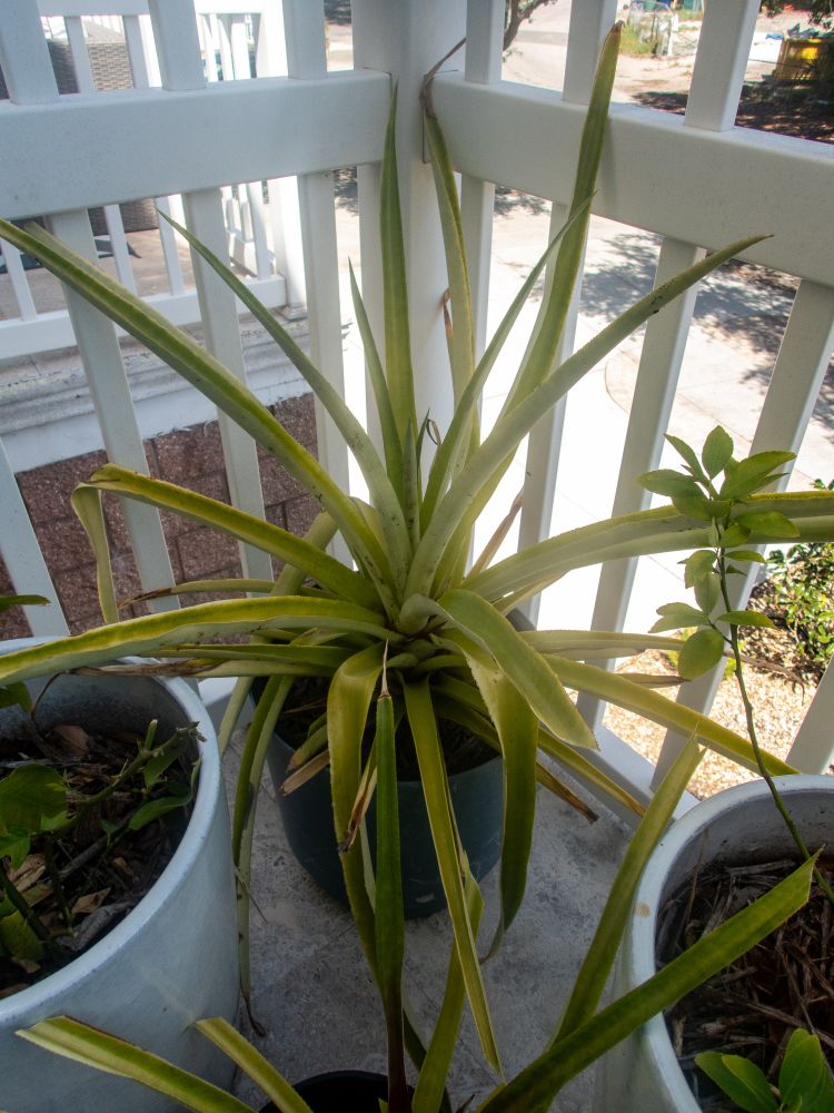 Some plants in them sitting on a balcony. The plant in the center is has long light green and somewhat spikey leaves. 