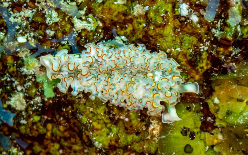 A top down view of the dorsal side of a lettuce sea slug, Elysia crispata. The slug is sitting on some limestone on a coral reef surrounded by algae. The slug has ruffly parapodia with a white edge followed by a red band, followed by a yellow band. The slugs body color is a greenish turquoise. The rhinophores are white. 