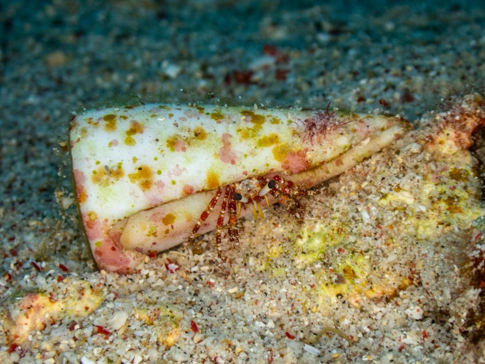 A small red hermit crab poking out of a shell that is way too large for it. The crab has black eyes and is sitting in the sand. 