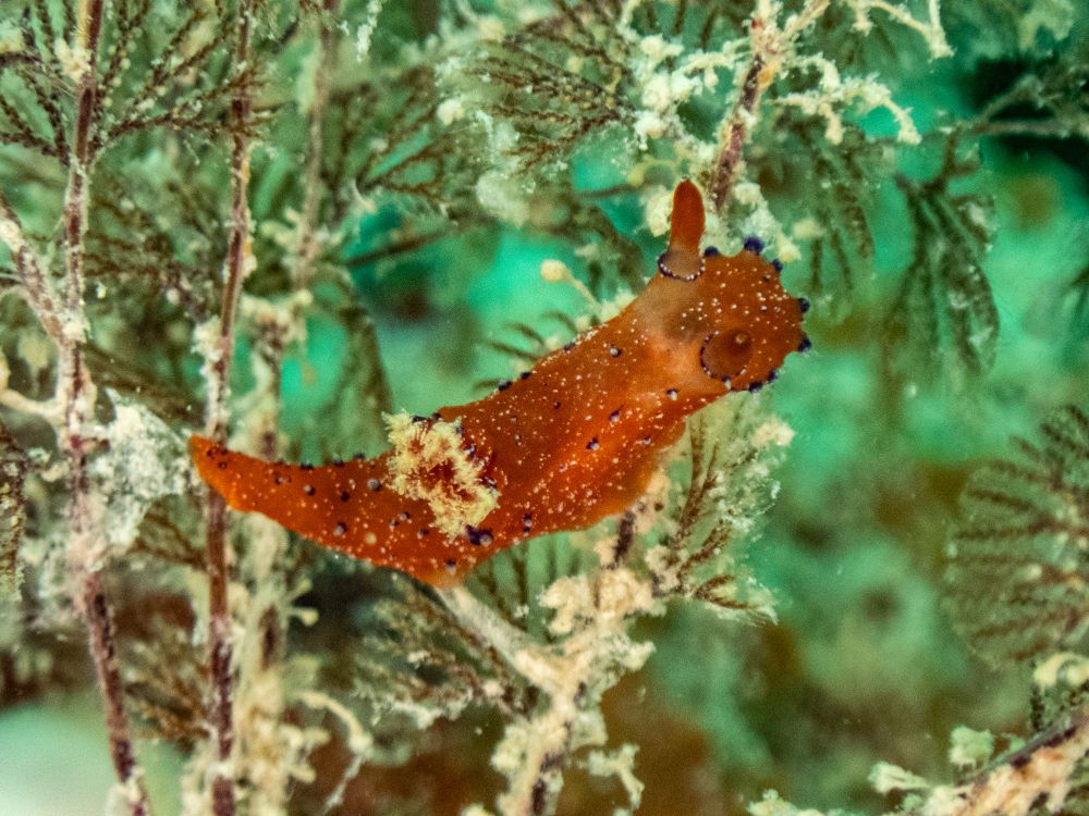 The nudibranch sea slug Plocamopherus lucayensis. The slug is a red/orange color with some purple spots on its body. There are purple rings around the base of its rhinophores. The gills are white. The slug is crawling on a brown colony of bryozoans. 