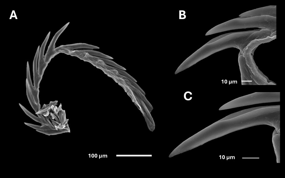 Scanning electron micrographs of the radula from Elysia chlorotica. A, Complete radula of E. chlorotica. B, Leading tooth of
E. chlorotica. C, Leading tooth magnified to illustrate serrated cusp of tooth on the leading edge and housing depression on the
trailing edge.