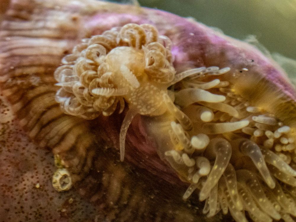 A close up view on an anemone with purple base and white tips on the tentacles. There is a nudibranch, Spurilla braziliana, that is yellow in color with white spots. The slug has curly cerata and is feeding on the anemone. 