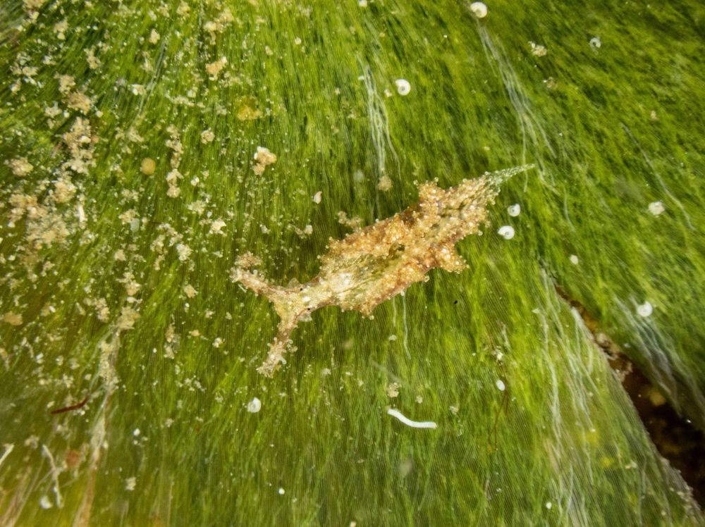 A photograph of the sea slug  Elysia zuleicae.  The slug is brownish green with a pointed tail and large rhinophores.  The eyes are small black dots at the base of the rhinophores. The slug is crawling over a flat mass of filaments of the green algae Udotea. 