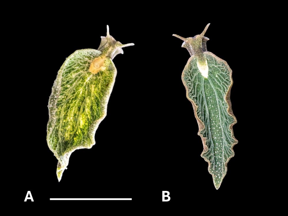 A composite photo of two specimens of the sea slug Elysia chlorotica. The slug is green in color and looks almost like a leaf with small rhinophores on the head. The photo on the left, labeled A, is a lighter green color and is the specimen from Tampa Bay. The one on the right labeled B, is from Massachusetts, and is a darker color green. 

There is a 1cm scale bar on the image.
