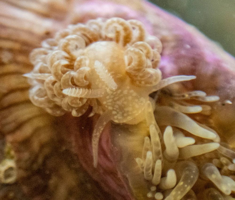 A close up view on an anemone with purple base and white tips on the tentacles. There is a nudibranch, Spurilla braziliana, that is yellow in color with white spots. The slug has curly cerata and is feeding on the anemone. 
