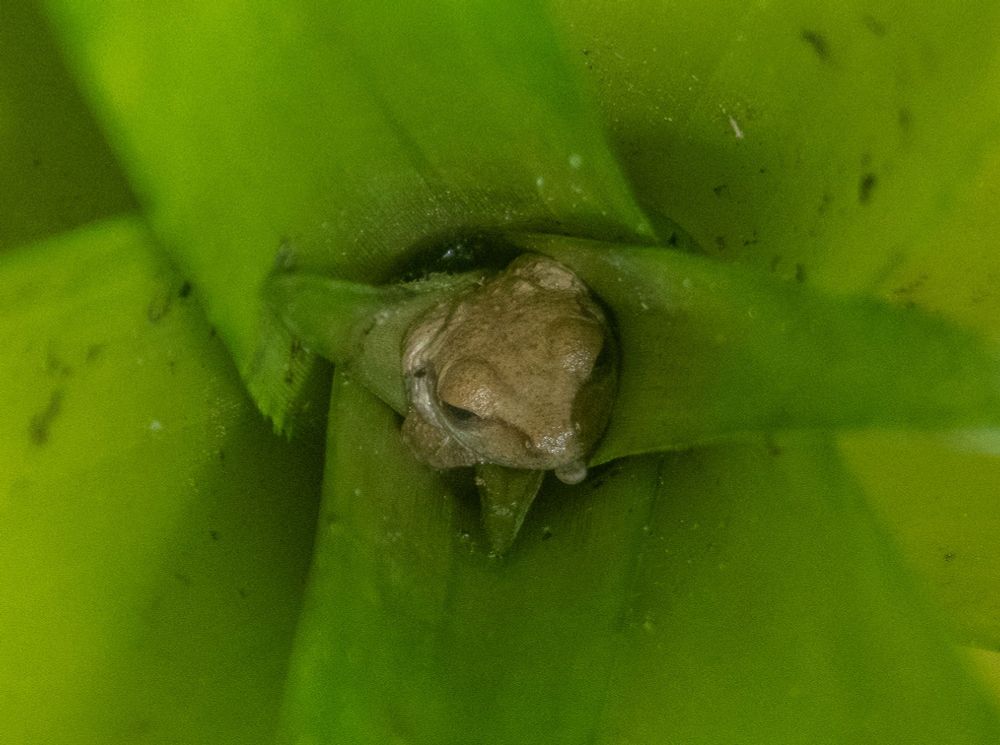 A small tree frog hiding wedged in between some leaves in the middle of a plant. The leaves are green and the from is yellowish brown color. 