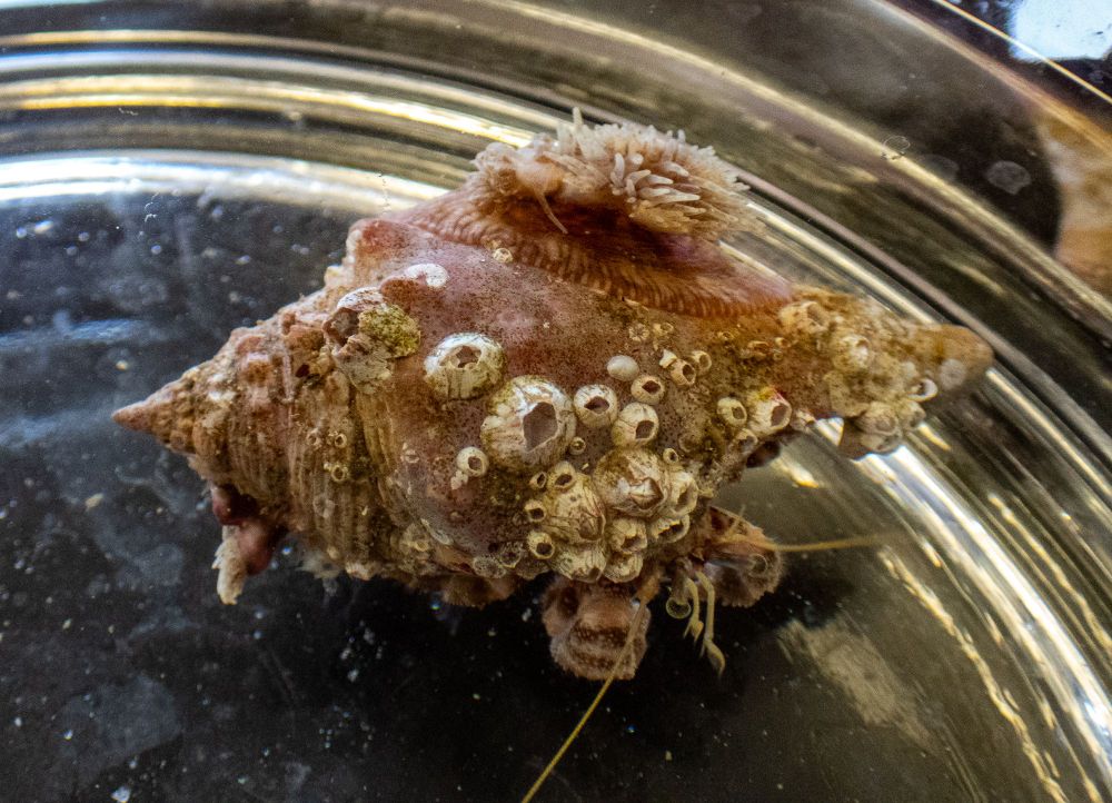 A hermit crab with red/orange striped legs wearing a shell that has barnacles and a large anemone on it. The anemone has a small nudibranch feeding on it. 