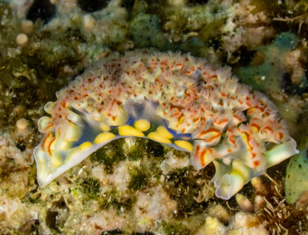A very colorful lettuce sea slug, Elysia crispata. This slug has frilly parapodia that are white at the tip followed by a red  band and then a yellow band. The body of the animal is green, but parts of it are blue and it also has some large white and yellow spots. The slug is sitting on some limestone on a coral reef. 