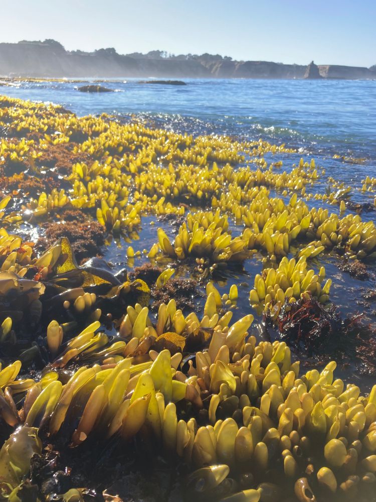 A rocky reef at low tide, with ocean & cliffs in the background. The reef is covered with gold-colored seaweeds that are translucent and glowing in the morning sunlight. The seaweeds look like little, elongated balloons, but they are filled with saltwater, not air. If you squeeze them, the water jets out through tiny pores. When I was younger, I sometimes picked this seaweed from the rocks & use it to squirt other kids.