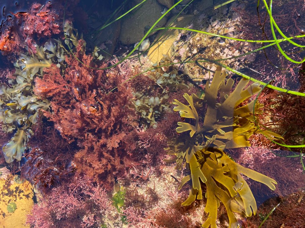 A tide pool teeming with life, including red, green, and brown algae and surfgrass. 