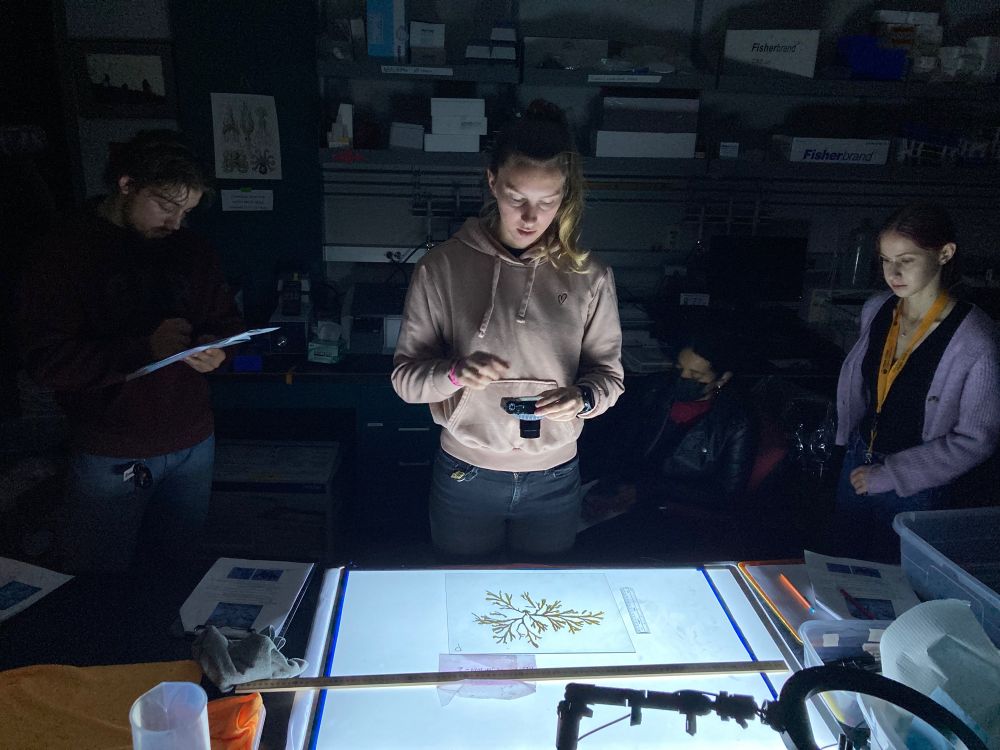 Our awesome lab tech demonstrates how to photograph a seaweed using a light box to estimate projected surface area.