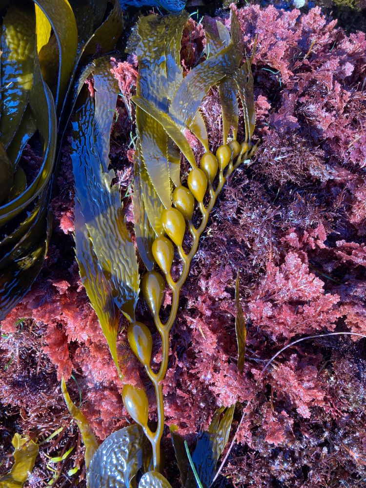 A young *Macrocystis* is nestled in the red algal turf in the low intertidal zone. This brown seaweed, known as giant kelp, can grow to be more than 45 meters long. Here, golden gas-filled bulbs emerge from a central stipe, each one tipped with a leaf-like brown blade.