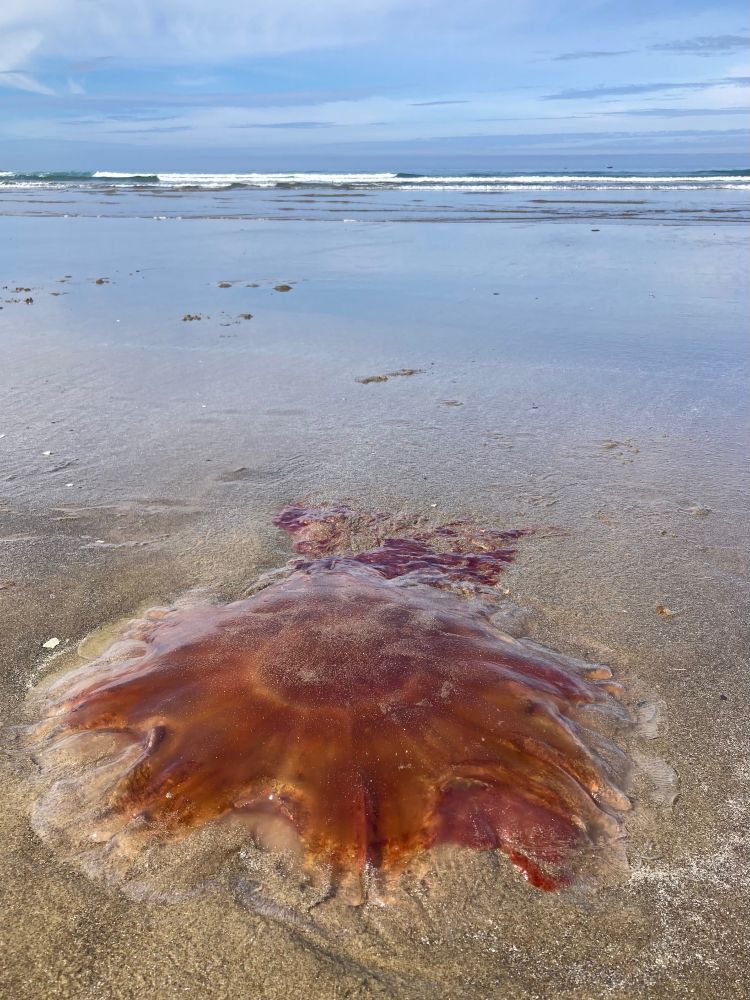 A large, red-orange “jellyfish” with a lobed bell & trailing tentacles is stranded on a sandy beach. 