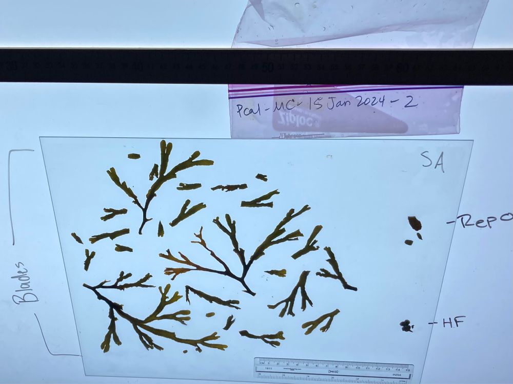 Seaweed, cut & illuminated from behind to facilitate digital estimates of surface area