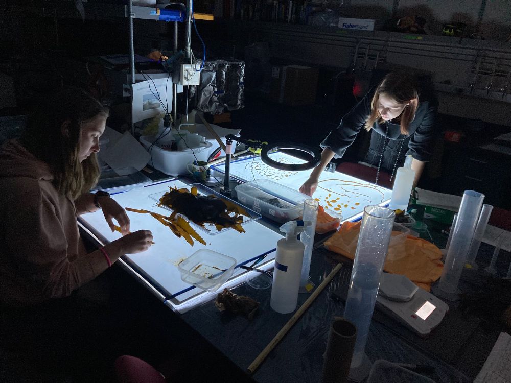 Hannah & Carmen arrange seaweed specimens on light tables in a darkened lab.