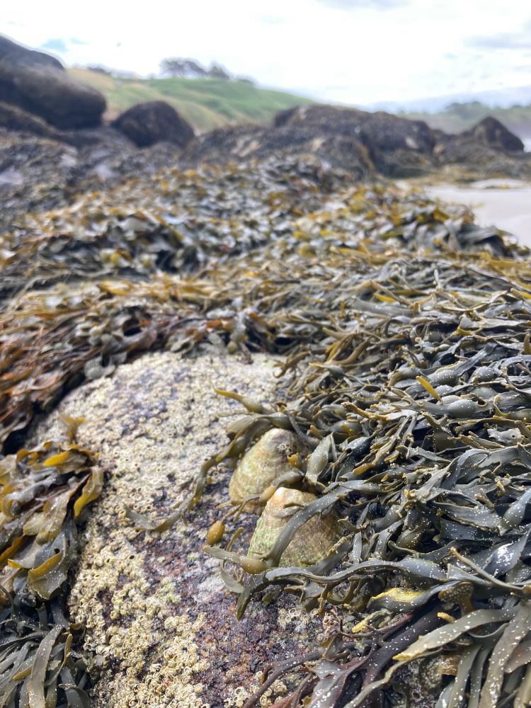 A rocky shoreline near Le Conquet, Brittany, showing limpets (*Patella* sp.) among the knotted wrack algae (*Ascophyllum*) & demonstrating to Louise and Pip that limpets and algae can, in fact, coexist.