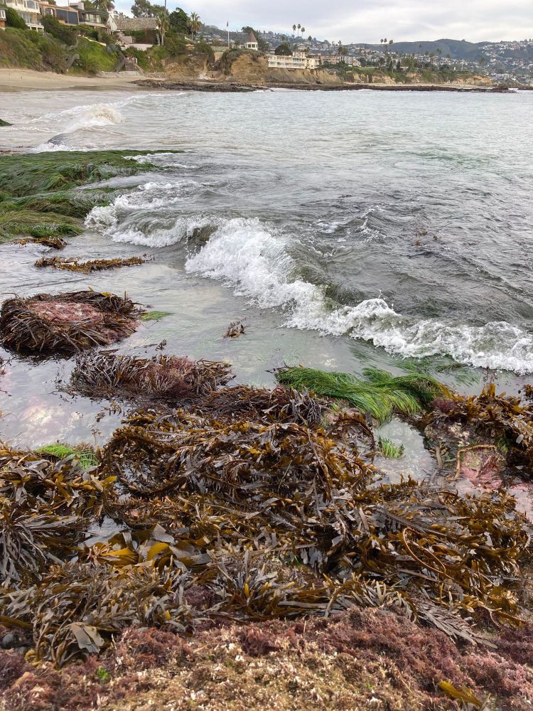 Low-zone seaweeds and surfgrass at Shaw’s Cove, Laguna Beach, California.