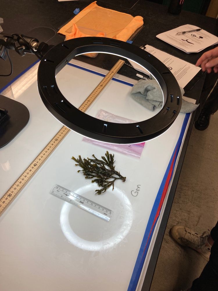 Looking at overall shape of the seaweed specimen.