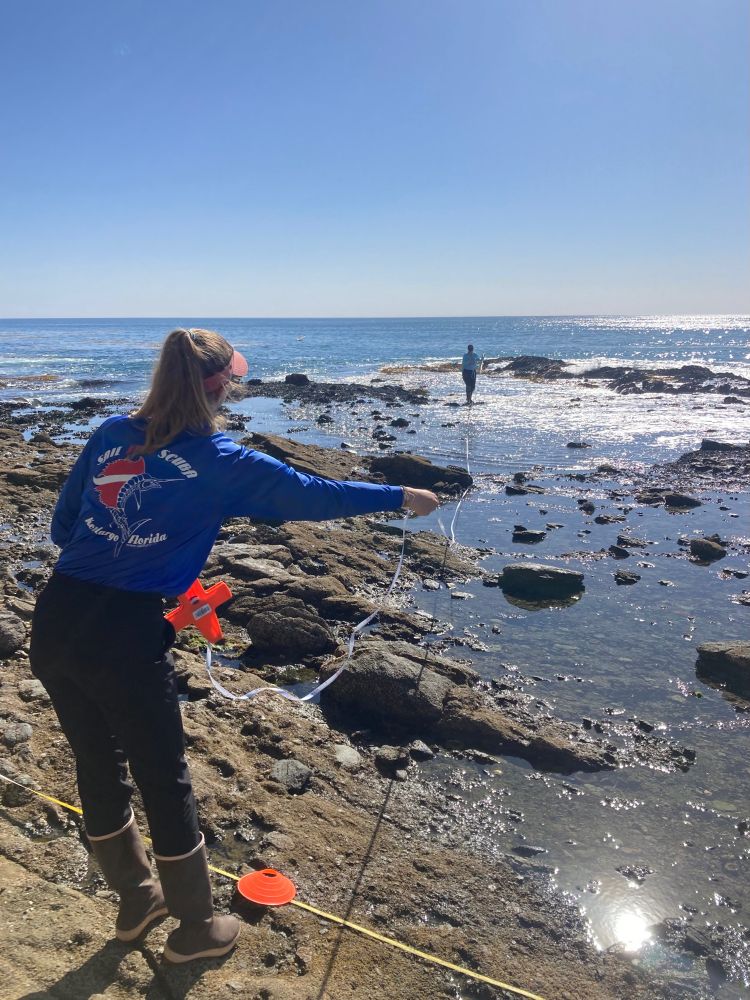 Laying out transect tapes on a rocky shore. The researcher in the foreground, high on the shore, feeds out the tape, while a second researcher stretches the tape across a wave-swept intertidal reef.