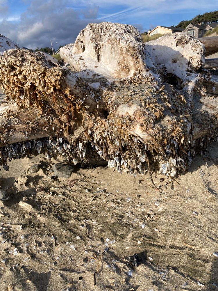 A driftwood log is washed up on a sandy beach. The underside of the log is covered with pelagic gooseneck barnacles”stalked” barnacles, attached by a fleshy peduncle to the log. The spade-shaped body of each barnacle is surrounded by calcareous plates. The barnacles exposed to the sun are drying and falling apart; their plates litter the sand beneath the log. 