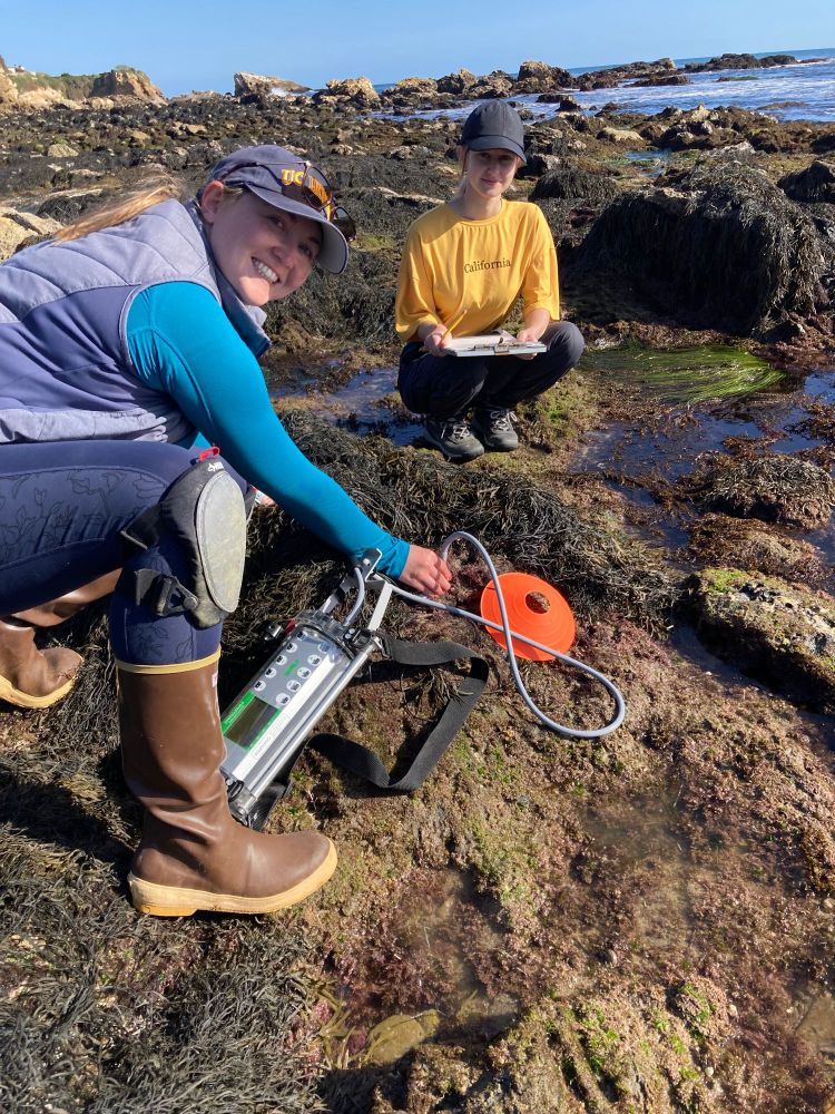 Two researchers on a Southern California rocky shore are using a pulse-amplitude-modulated (PAM) fluorometer to measure photosynthetic efficiency & rapid light curves associated with seaweed canopies. The instrument is an oblong box with a screen & light-activated buttons on it, & a long probe runs from the instrument to the seaweed being measured. An orange cone - typically used for marking sports fields for practices - marks the sample location. The sky is blue, and the low-tide rocky reefs are covered with the brown seaweed Silvetia compressa.