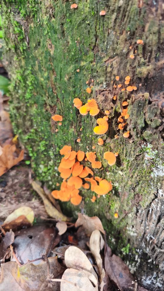 Grupo de pequenos fungos laranxas no toro dunha árbore.