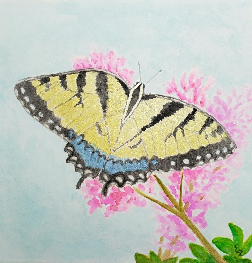 Watercolor painting of an Eastern Tiger Swallowtail butterfly perched on clusters of pink flowers.