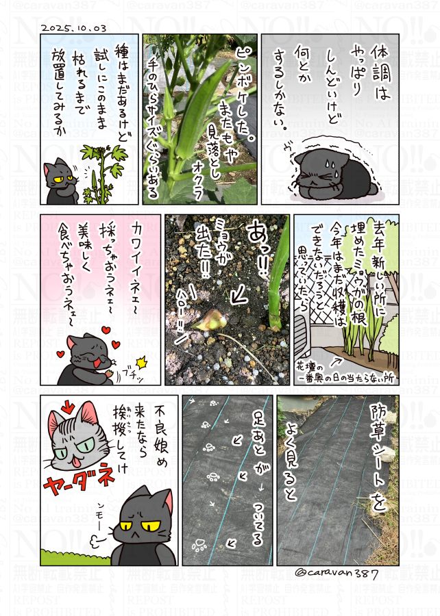 不良猫は黙ってウロウロしていくもの。