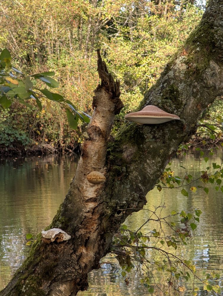 Fungi growing on the side of a tree trunk overlooking a lake.