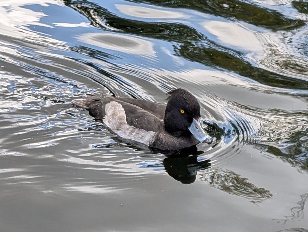 Tufted Duck