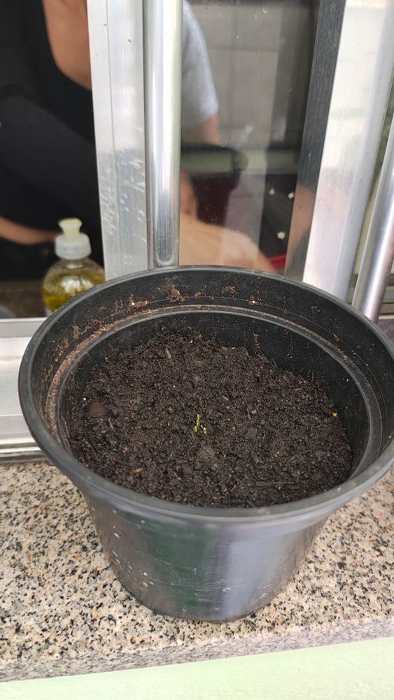 Um vaso redondo e preto pequeno com terra e um pé de cebolinha brotando no centro, bem pequena