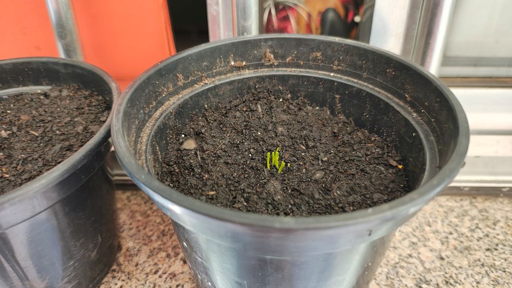 Foto de um vaso preto na janela com um broto de cebolinha. O mesmo da foto anterior, mas um pouco maior.