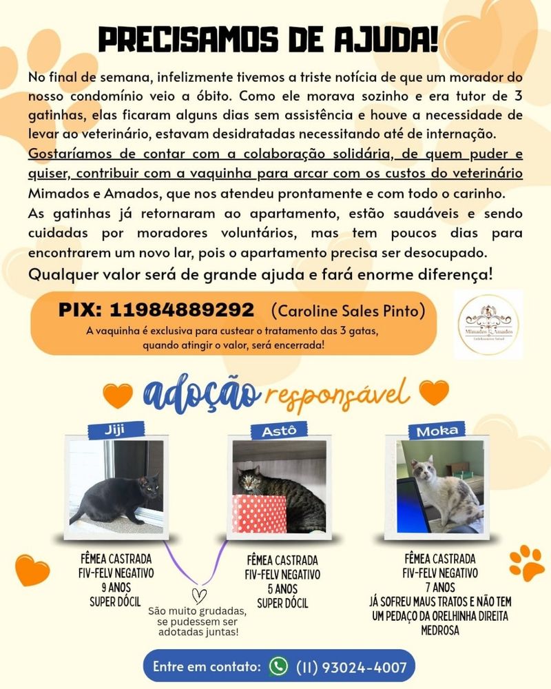 Cartas de adoção dos gatos do Daniel. São 3 gatos, todos com fiv e felv negativos. 
São a jiji (9 anos) e a asto (5 anos) duas fêmeas pretas super dóceis e muito grudadas. Ideal seria adoção conjunta. 
Tem a moka, uma gata branca de 7 anos, medrosa e já sofreu maus tratos, precisa de um ambiente tranquilo. 

Entrar em contato no whatsapp 11 93024-4007