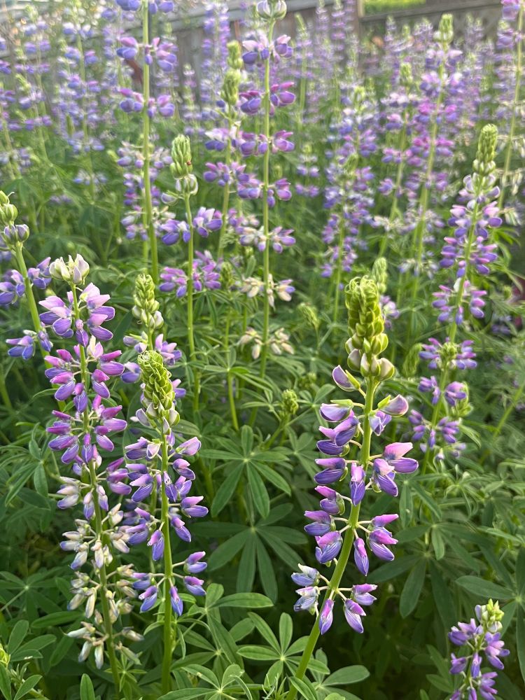 Purple riverbank lupine flower stalks. 
