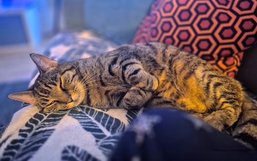 Theodore the Tabby cat lying on his side facing my knee, on the couch. There's a blanket with leaves on it below him and a a The Shining patterned cushion behind him. 