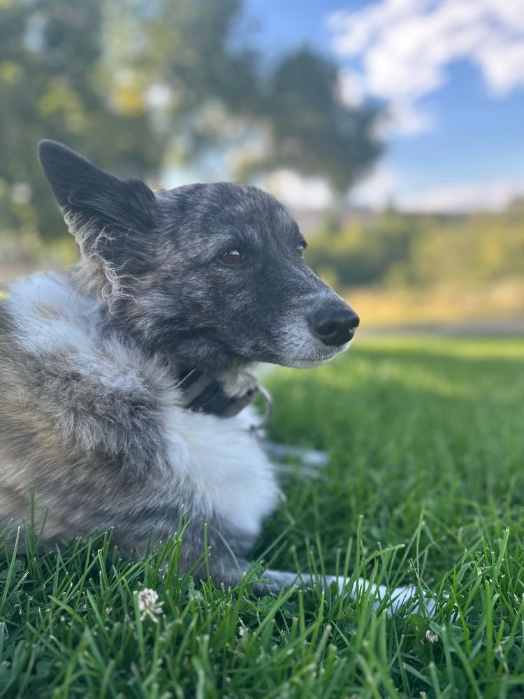 Georgian village dog laying in grass