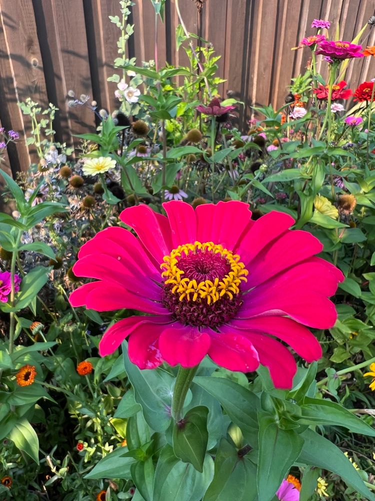 Photo depicts a close up shot of magenta California Giant Zinnia. In the background, in front of a cedar fence additional varieties of Zinnias in various colours, pale blue coloured Sea Holly, bright orange Calendulas, pale pink Hollyhocks and Purple Coneflowers that are starting to go to seed. 